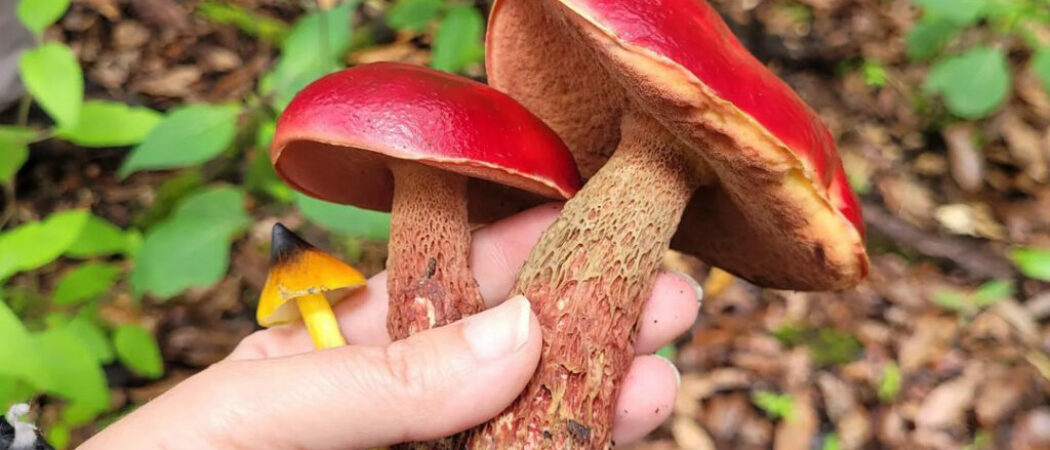 Las semillas del futuro se trasladan con el viento sin tener nuestra presencia