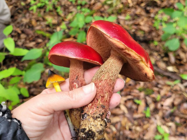 Las semillas del futuro se trasladan con el viento sin tener nuestra presencia