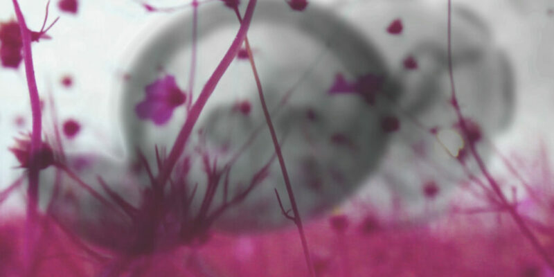 Ficciones naturales y naturalezas inventadas